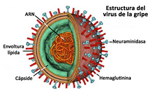 virus de la gripe