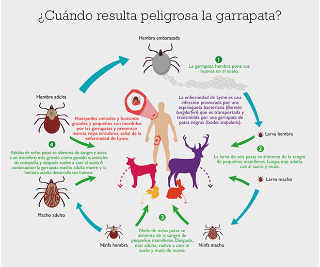 Pero, ¿cómo nos transmiten enfermedades las garrapatas?