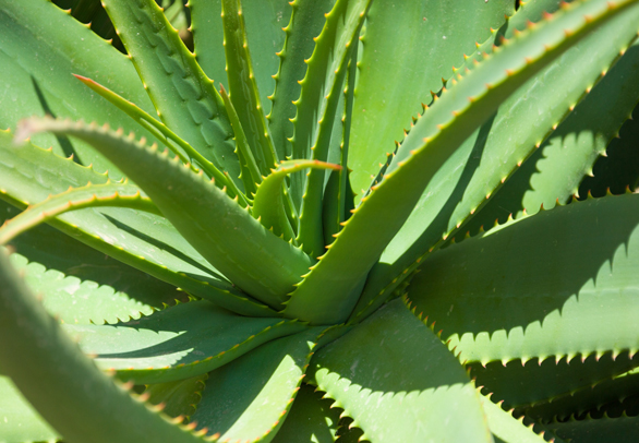 Aloe vera: 3 traguitos al día bastan para mantenerse sano Salud Nutrición Bienestar