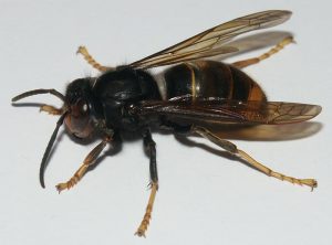 avispa velutina